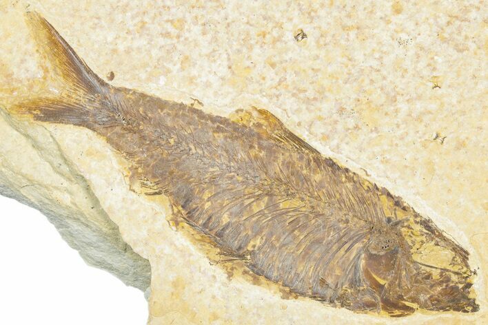 Bargain, Fossil Fish (Knightia) - Wyoming #318359